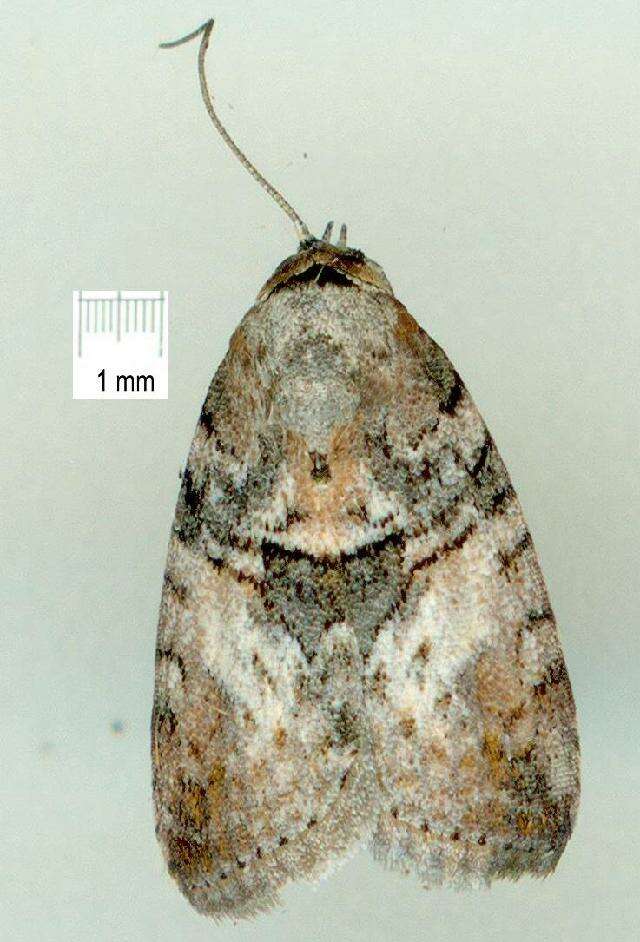 Image de Microthripa baeota Turner 1902