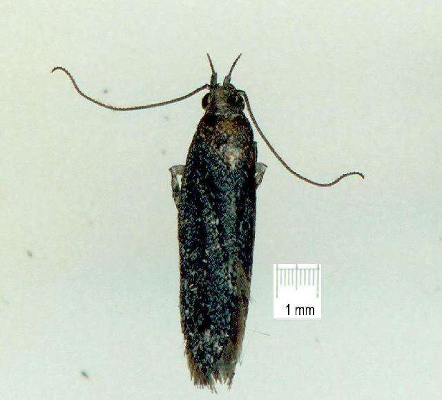 Image of Ardozyga anthracina