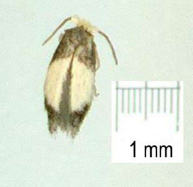 Image of white cap-eye moths