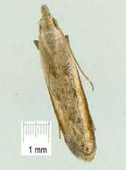 Image of <i>Brachyacma palpigera</i>