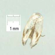 Image of Opostegoides gephyraea (Meyrick 1880) Davis 1989