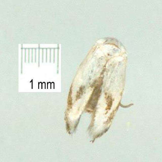 Image of Opostegoides gephyraea (Meyrick 1880) Davis 1989