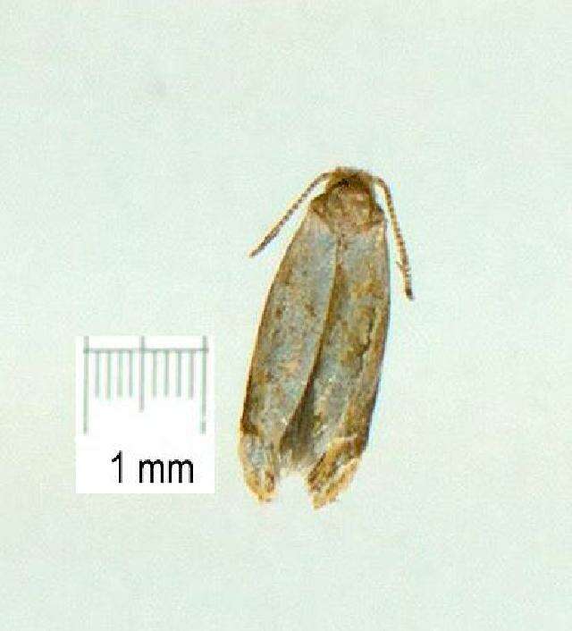 Image of Sagephora