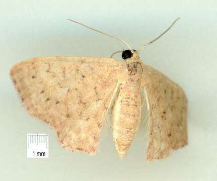 Image of Idaea crinipes Warren 1897