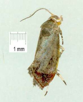 Image of <i>Choreutis emplecta</i>