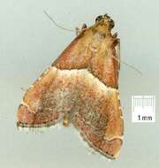 Image of Persicoptera compsopa Meyrick 1887