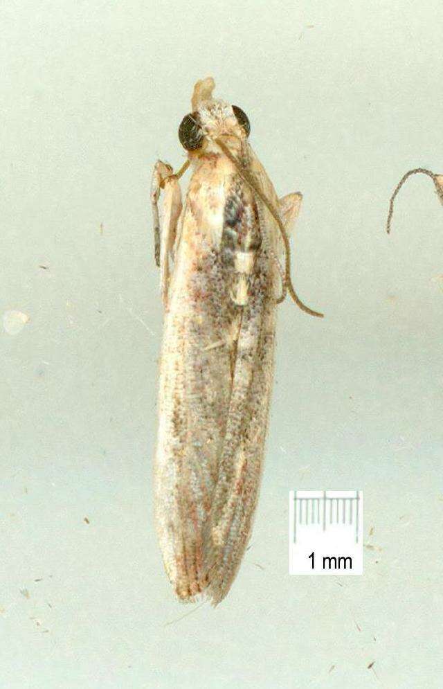 <i>Cathyalia pallicostalis</i> resmi