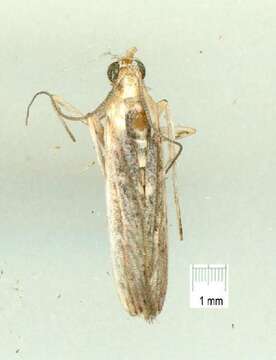 Image of <i>Cathyalia pallicostalis</i>