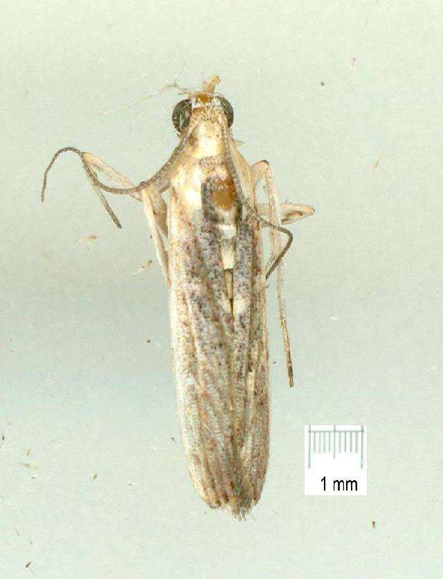 <i>Cathyalia pallicostalis</i> resmi