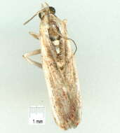 <i>Cathyalia pallicostalis</i> resmi