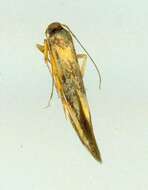 Image of <i>Xestocasis balanochrysa</i>