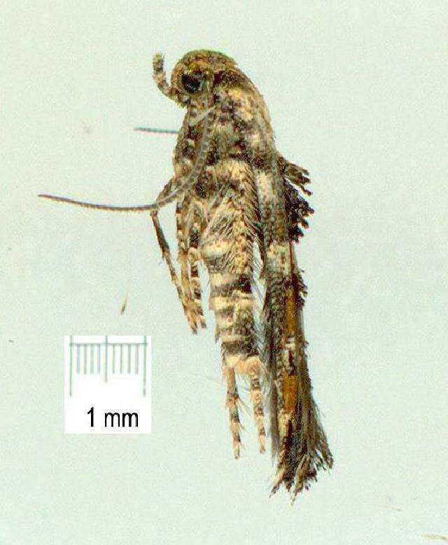 Image of Epermenia commonella Gaedike 1968