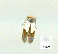 Image of Opostega scoliozona Meyrick 1915