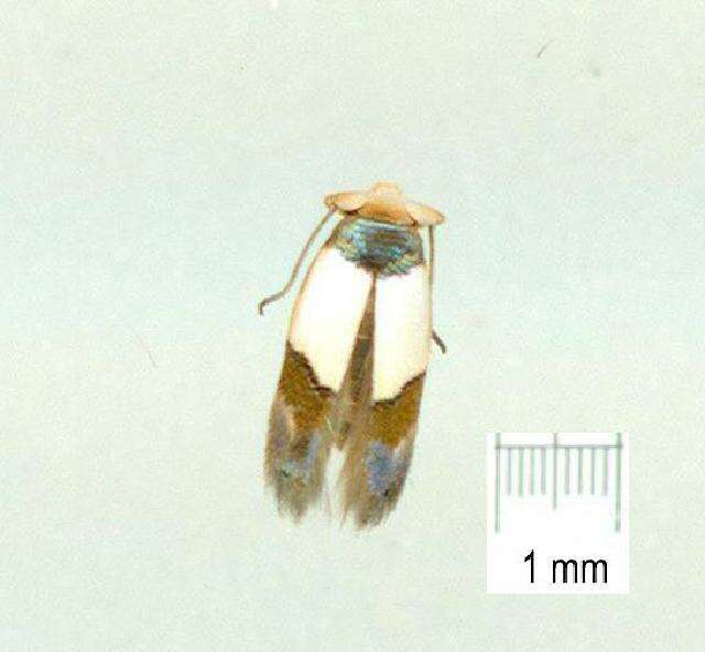 Image of Opostega scoliozona Meyrick 1915
