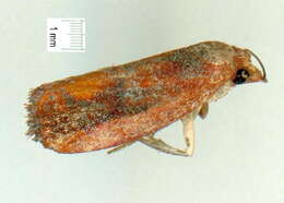 Image of <i>Cryptophlebia wraggae</i>