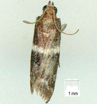 Image of Assara leuccarma