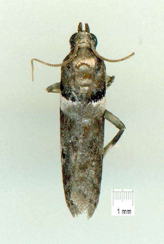 Image of Cryptoblabes plarioleuca