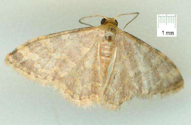 Image of Idaea simplex Warren 1899