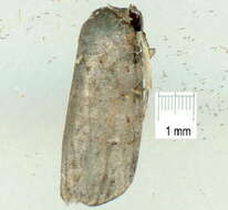 Image de Microthripa baeota Turner 1902