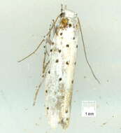 Image of Yponomeuta paurodes Meyrick 1907