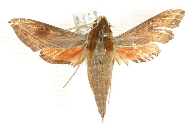 Image of Vine hawk moth