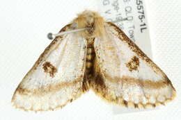 Image of Epicoma zelotes Turner