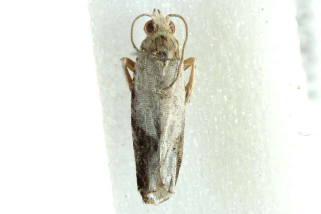 Image of <i>Whittenella peltosema</i>