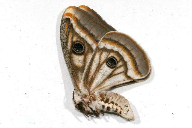 Image of Southern Marbled Emperor