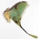 Image of African Luna moth
