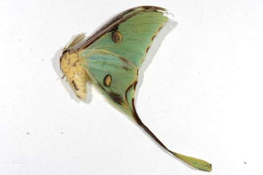 Image of African Luna moth