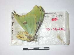 Image of African Luna moth