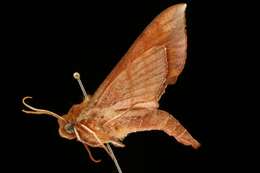 Image of Azalea Sphinx