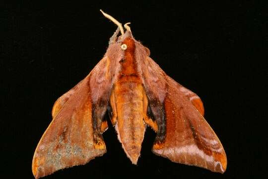 Image of Huckleberry Sphinx