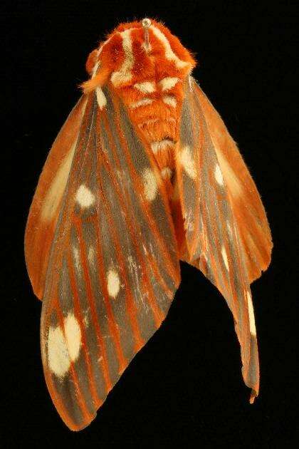 Image of Regal Moth