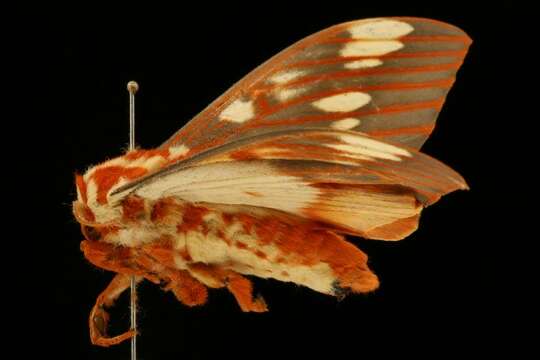 Image of Regal Moth