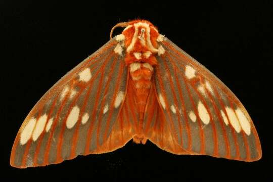 Image of Regal Moth