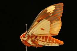 Image of Regal Moth