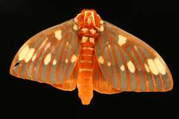 Image of Regal Moth