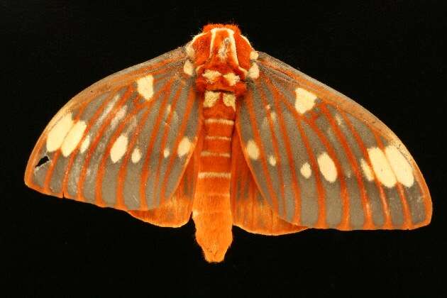 Image of Regal Moth