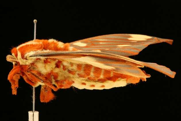 Image of Regal Moth