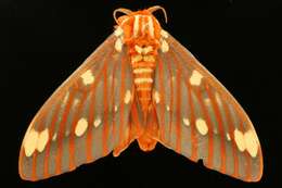 Image of Regal Moth