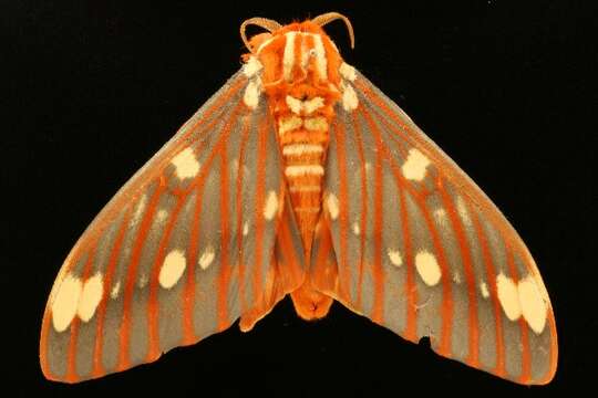 Image of Regal Moth