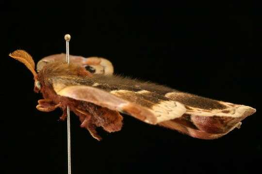 Image of Tulip-tree Silkmoth