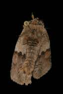 Image of Gray-banded Zale Moth