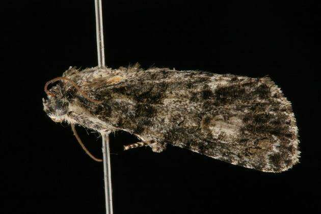 Image of Acronicta