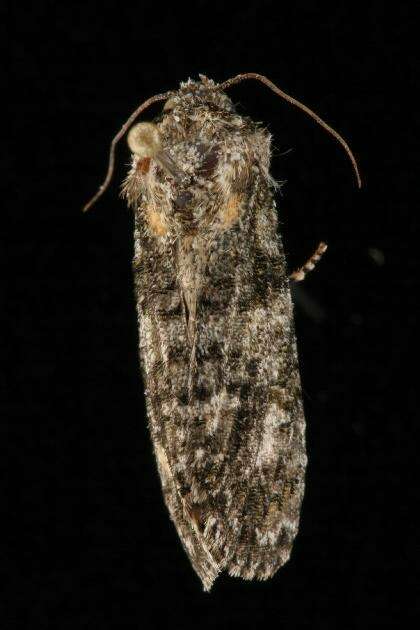 Image of Acronicta