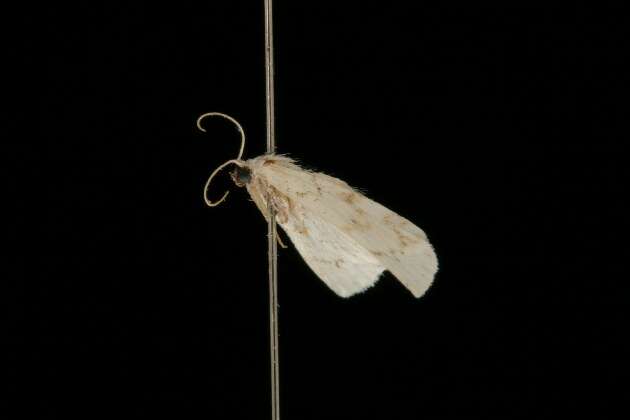 Image of <i>Idaea obfusaria</i>