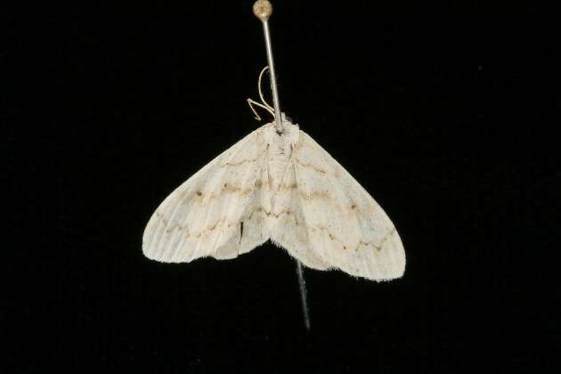 Image of <i>Idaea obfusaria</i>