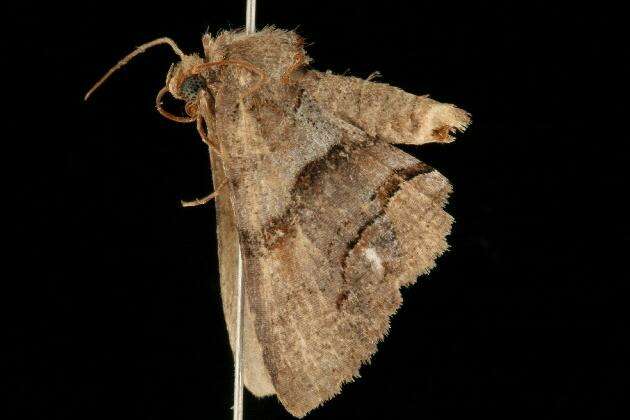 Image of Gray-banded Zale Moth