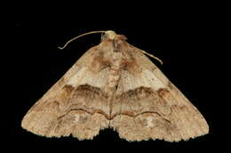 Image of Gray-banded Zale Moth